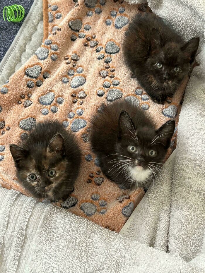 Three adorable foster kittens with dark fur sitting on a soft paw-print blanket, showcasing cutest foster animals.