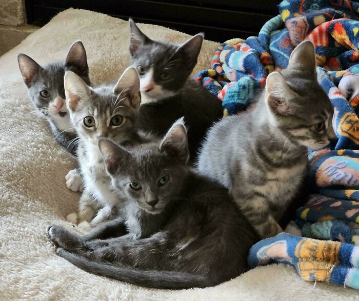 Five adorable foster kittens resting together on a cozy blanket, showcasing the cutest foster animals in a warm setting.