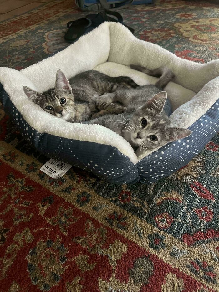 Two adorable kittens resting together in a cozy pet bed, showcasing the cutest foster animals in a warm home setting.