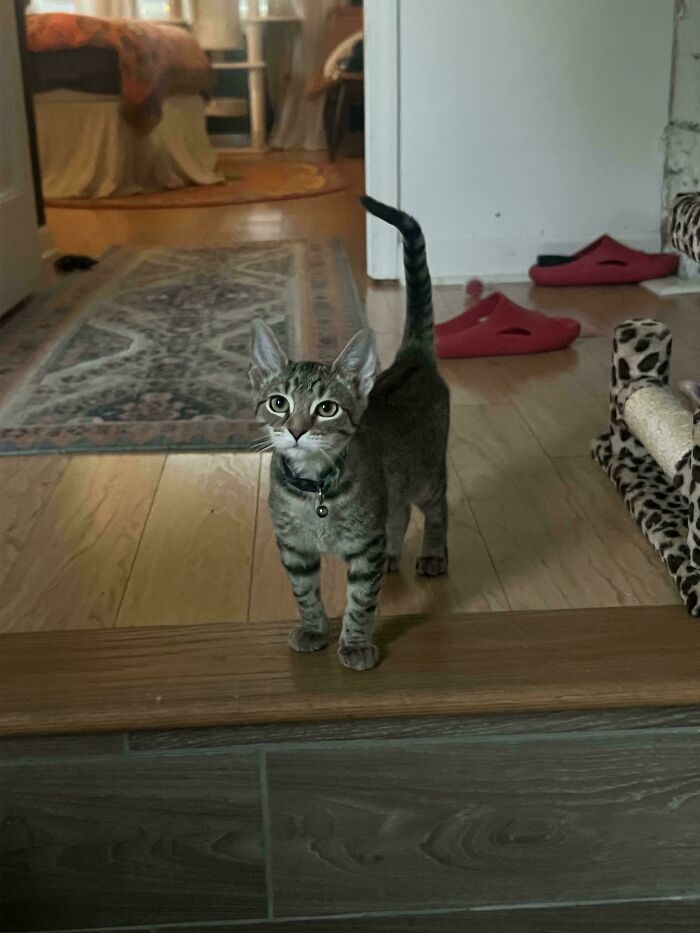 Tabby kitten with a collar standing indoors near a leopard print cat scratcher among cutest foster animals in a cozy home.