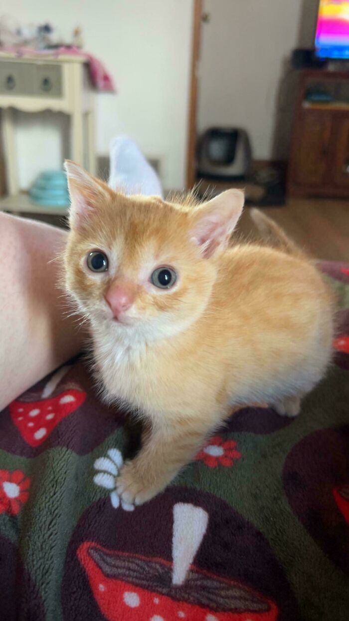 Orange kitten with big eyes resting on a colorful blanket, one of the cutest foster animals in a cozy home setting.