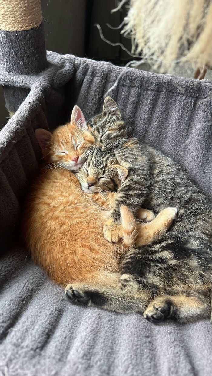 Three cutest foster animals, kittens, cuddling and sleeping together on a soft gray blanket in a cozy spot.