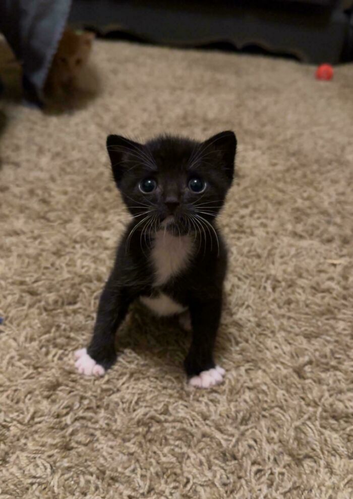 Black and white kitten with wide eyes standing on carpet, one of the cutest foster animals ready for adoption.