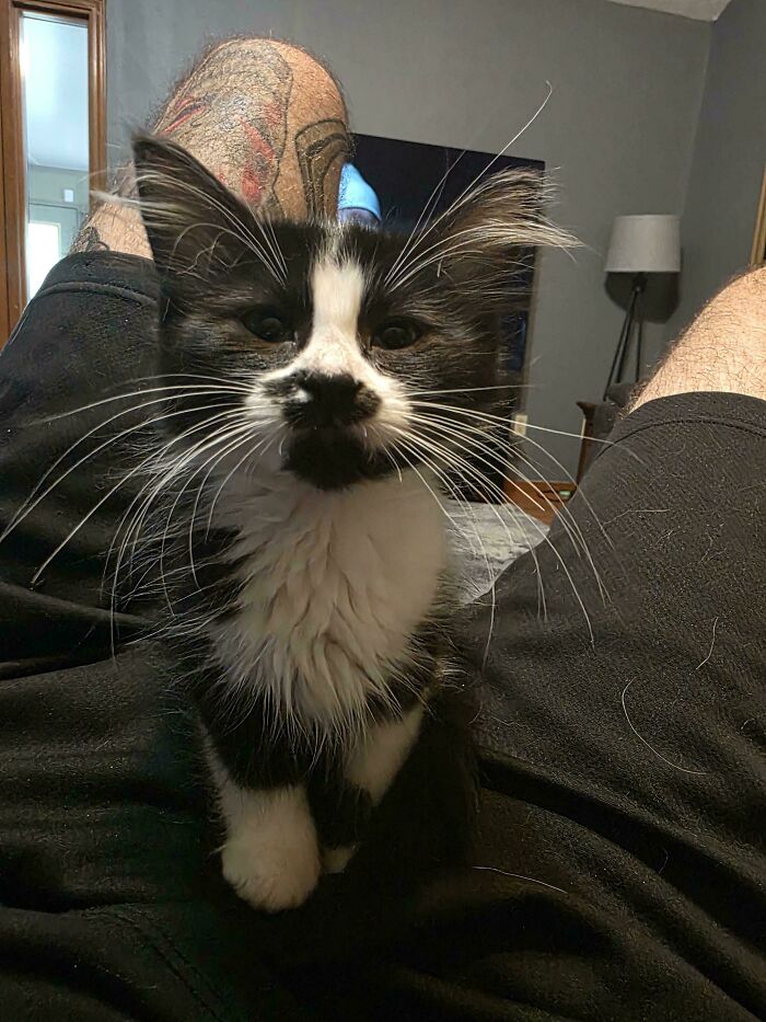 Black and white fluffy kitten sitting on a person's lap, one of the cutest foster animals in a cozy indoor setting.