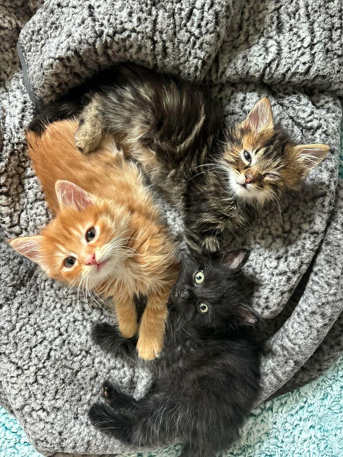 Three cutest foster animals cuddling together on a soft gray blanket, featuring orange, black, and tabby kittens.