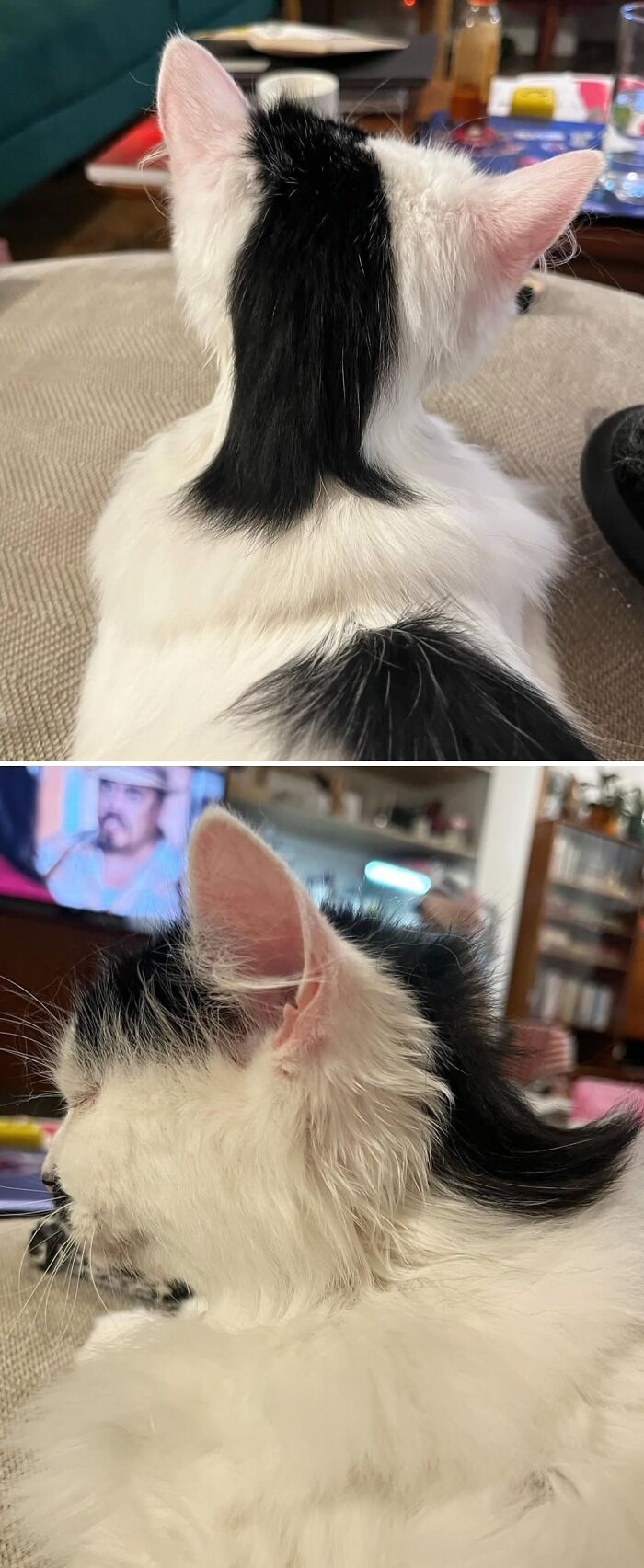 Black and white cat with unique fur pattern resembling a spill, featured in photos highlighting unusual natural patterns.