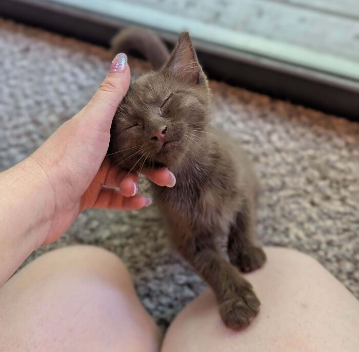 Foster Failing Is Looking More And More Likely