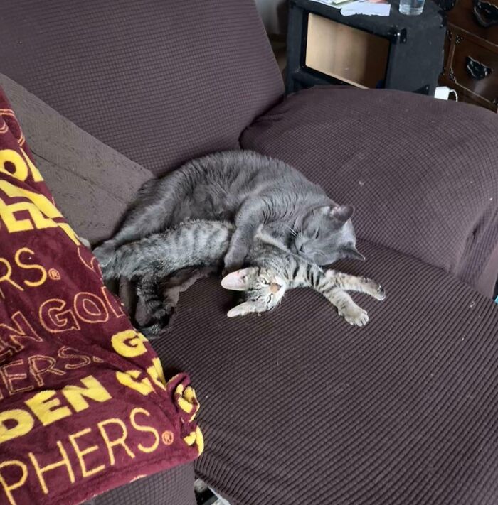 My Cat With Our Foster Kitten