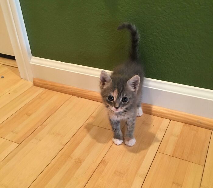 Let Me See Your Foster Fails