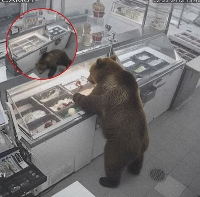 A bear inside a shop pawing at ice cream in a freezer, showing strange moments from our world.
