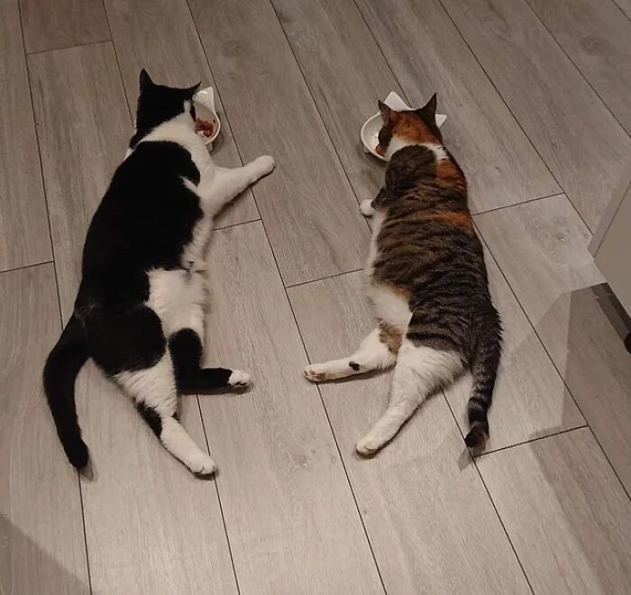 Two adorable cat duos lying on the floor side by side, each eating from their own bowl of cat food.