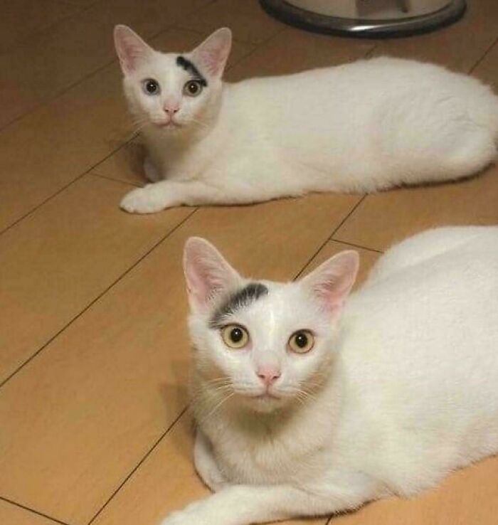 Two adorable white cats with unique dark markings on their heads lying on a wooden floor, showcasing cat silliness.