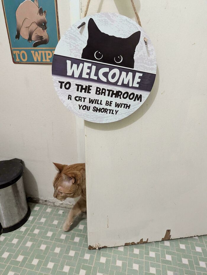 Adorable cat peeking from bathroom door below a funny welcome sign in a cozy home setting with vintage cat decor.