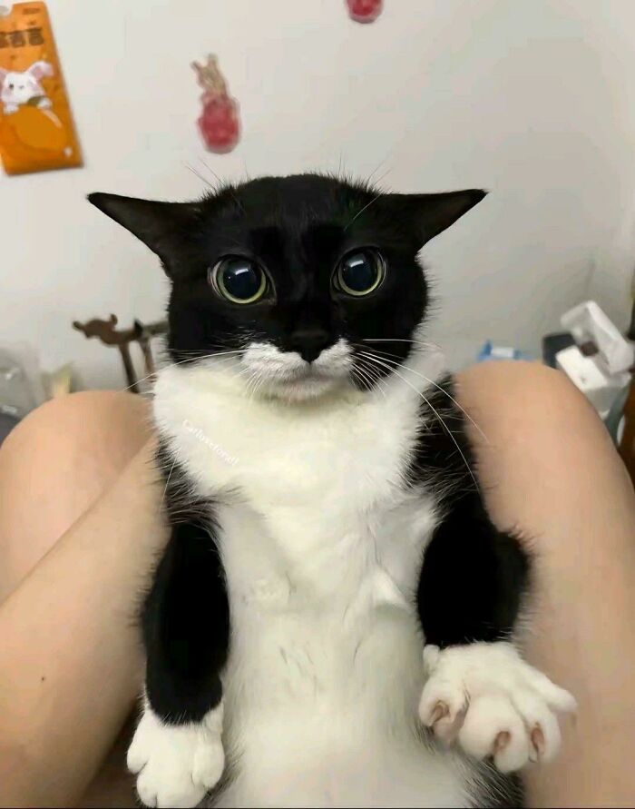 Black and white cat with wide eyes sitting between person's legs in a hilarious and silly pose.
