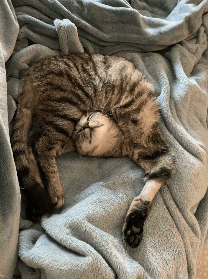 Tabby cat in a funny, twisted sleeping position on a soft gray blanket, showcasing silly and adorable cat behavior.