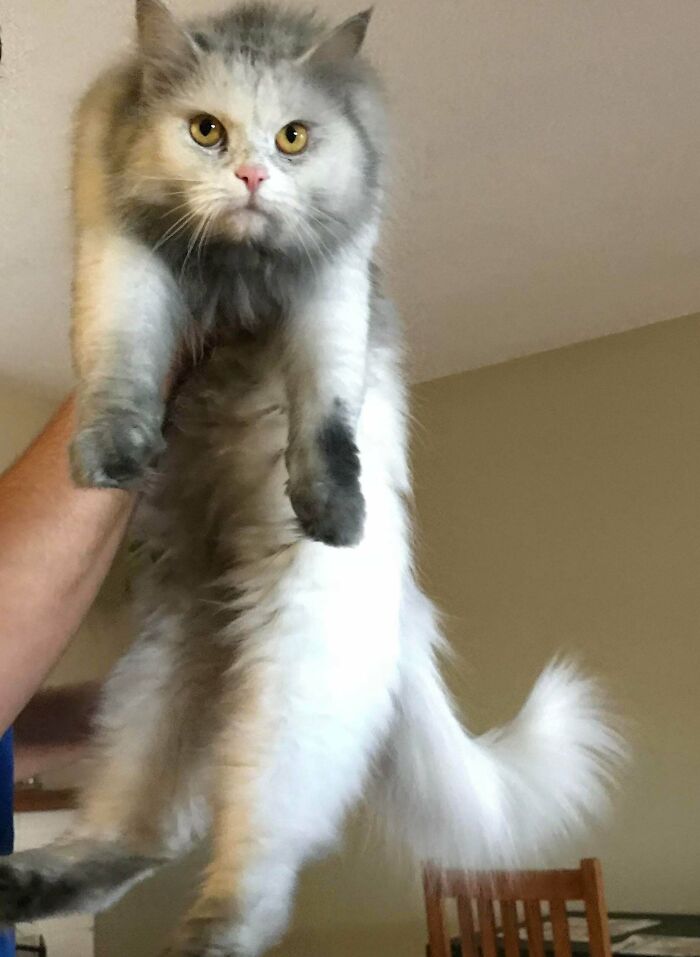 Fluffy cat with a serious expression being held up indoors, showcasing adorable and silly cat behavior.