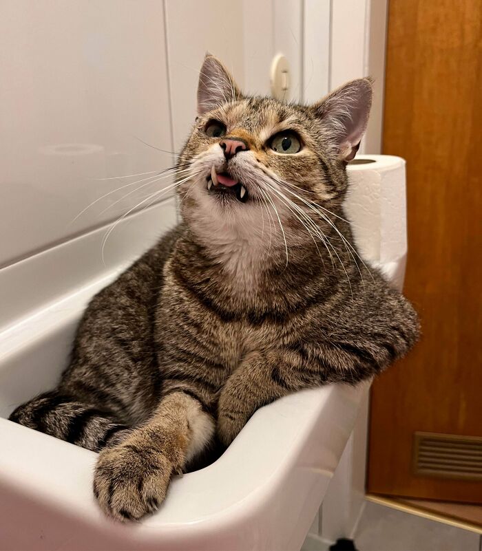 Tabby cat making a silly face while lounging in a bathroom sink, showcasing adorable silly cat behavior.