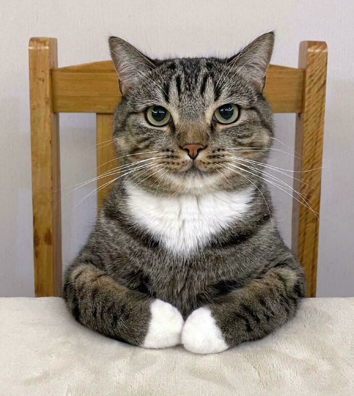 Tabby cat with white paws sitting on a chair with a calm expression in adorable and silly cat images.