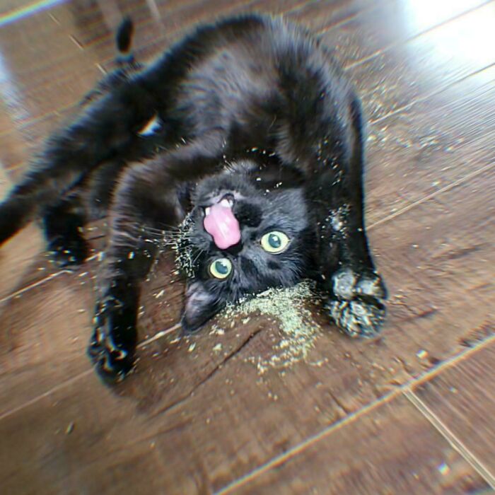 Black cat rolling on wooden floor with catnip, showing silly and adorable cat behavior and expressions.