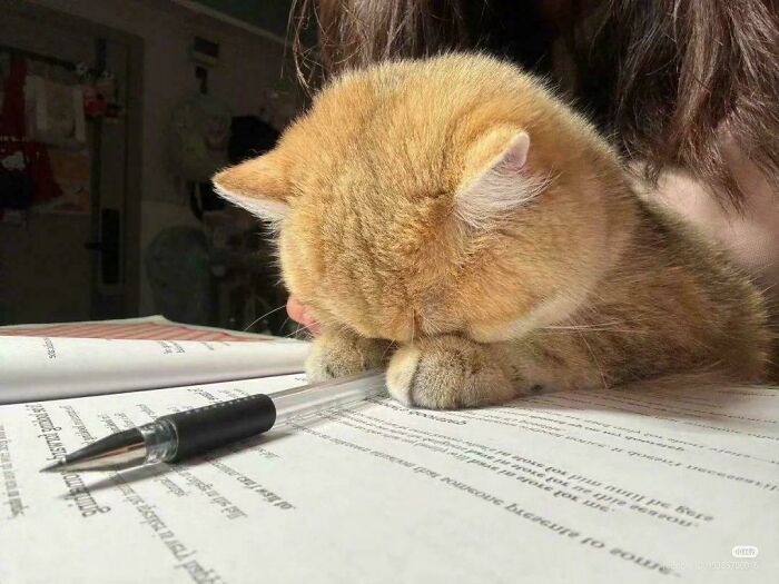 Ginger cat resting head on table next to pen and open book, showcasing adorable cats simply being themselves.
