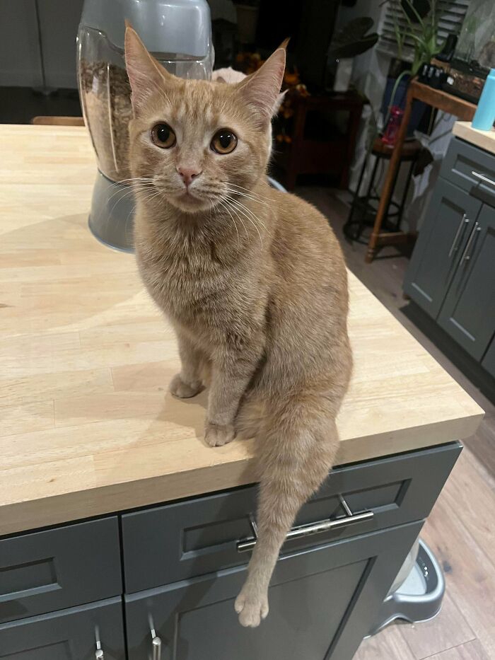 Adorable orange cat sitting on a kitchen counter with one paw dangling, showcasing cats simply being themselves.