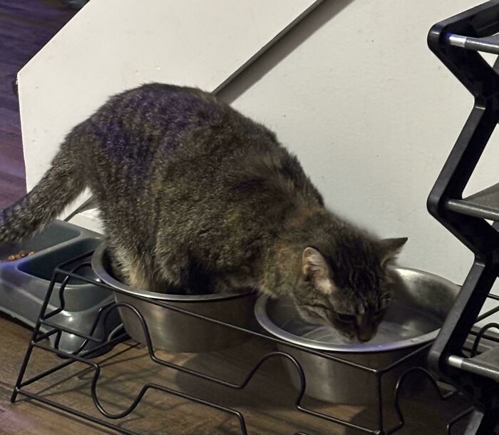 Tabby cat drinking water while standing inside a feeding bowl, showcasing adorable and silly behavior of cats.