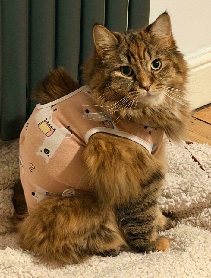Fluffy cat wearing a patterned outfit sitting on a soft rug, showcasing adorable and silly cat behavior.