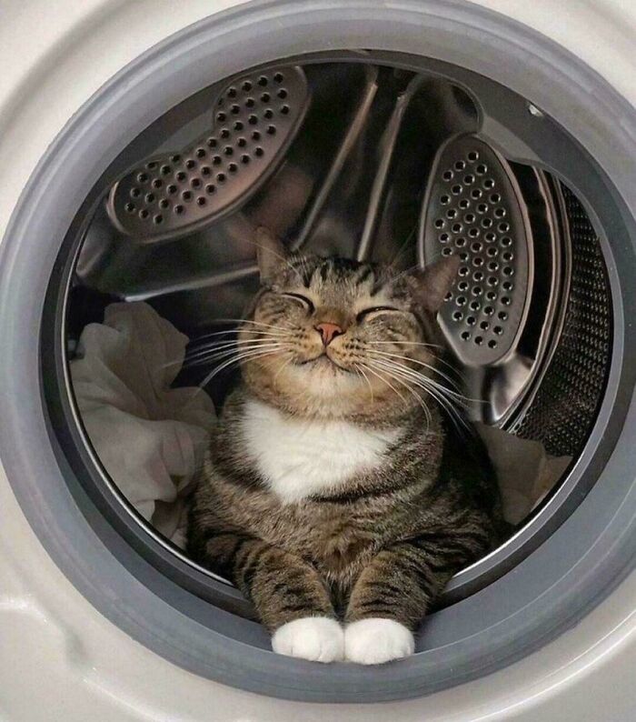 Smiling tabby cat with white paws resting comfortably inside a washing machine, showing cats simply being themselves.