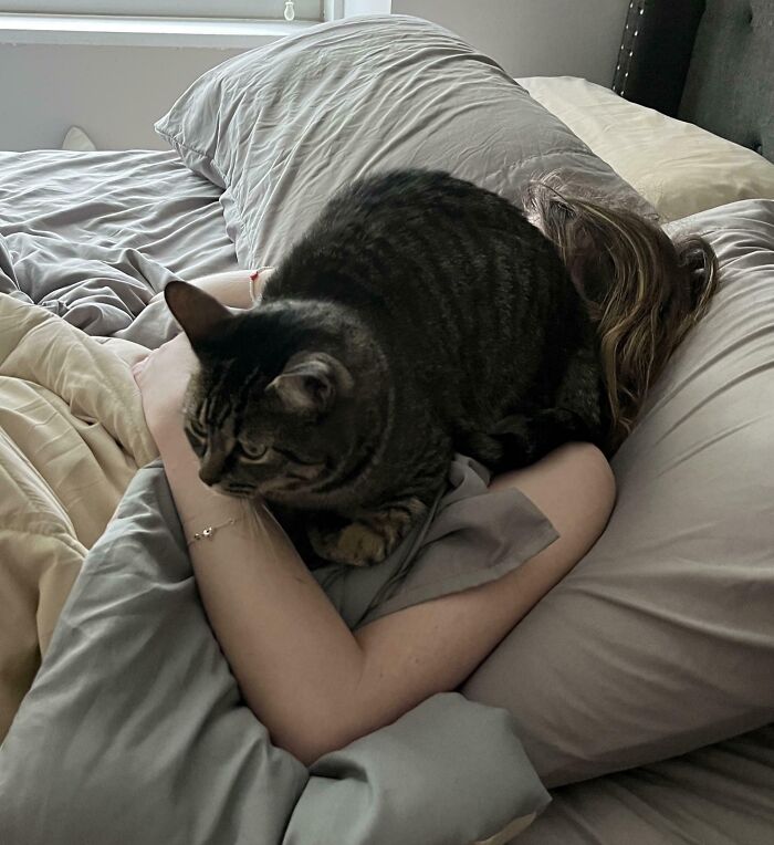 Tabby cat sitting on person’s arms while resting on bed, showcasing adorable and silly images of cats being themselves.