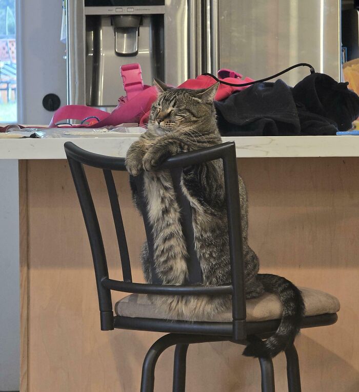 Tabby cat sitting on a chair with paws over the backrest, showcasing adorable and silly cat behavior indoors.