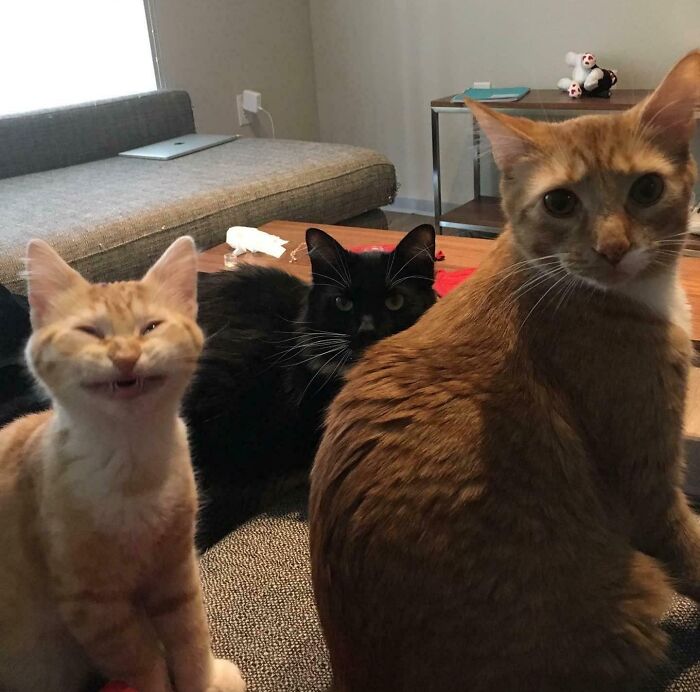 Three adorable cats relaxing indoors, showcasing hilarious and silly moments of cats simply being themselves.