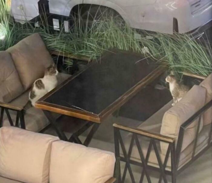 Two cats sitting opposite each other on outdoor couches around a glass-top table, showcasing adorable cat moments.