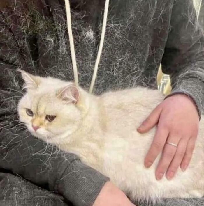 Fluffy cat covered in fur sitting on a person wearing a dark hoodie, showing adorable cat shedding and silly behavior.