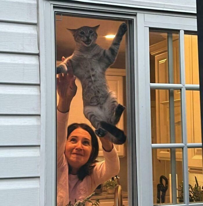 Woman playfully holding a cat in a window, showcasing adorable and silly images of cats simply being themselves.