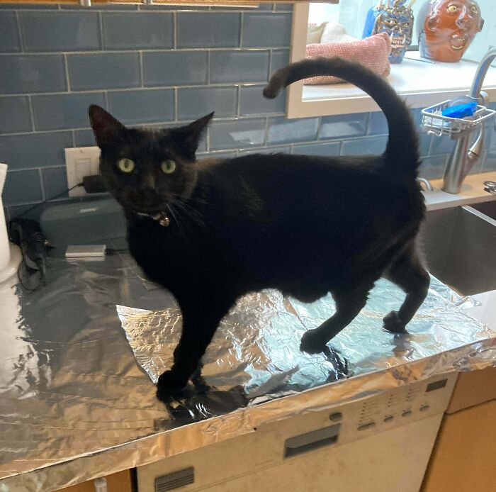 Black cat standing on kitchen counter covered with foil, displaying typical adorable and silly cat behavior.