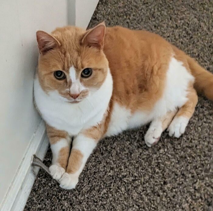 Ginger and white cat lying on carpet by wall with spring toy, showing adorable and silly cat behavior.