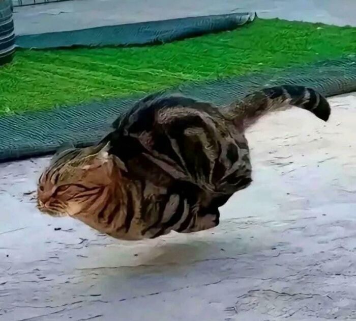 Tabby cat captured mid-jump in a hilarious and adorable moment showcasing cats simply being themselves outdoors.