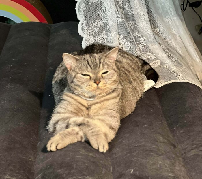 Gray tabby cat lounging with paws crossed on a soft black cushion, showcasing adorable and silly cat behavior.
