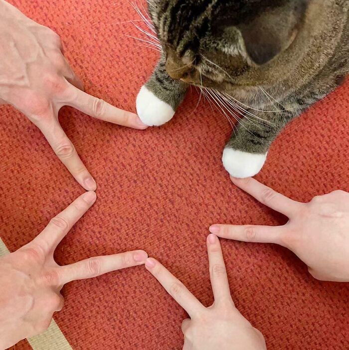Tabby cat with white paws touching human fingers arranged in a star shape on a red carpet, showcasing cats simply being themselves.