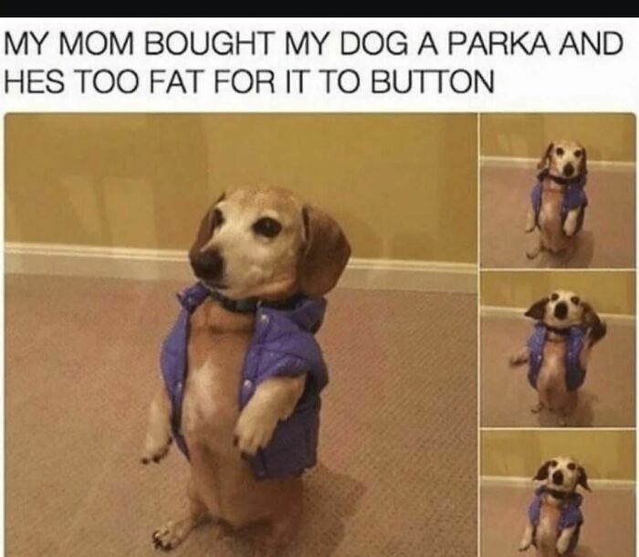 Small dog wearing a purple parka that's too tight, standing on hind legs in a humorous adorable dog meme.