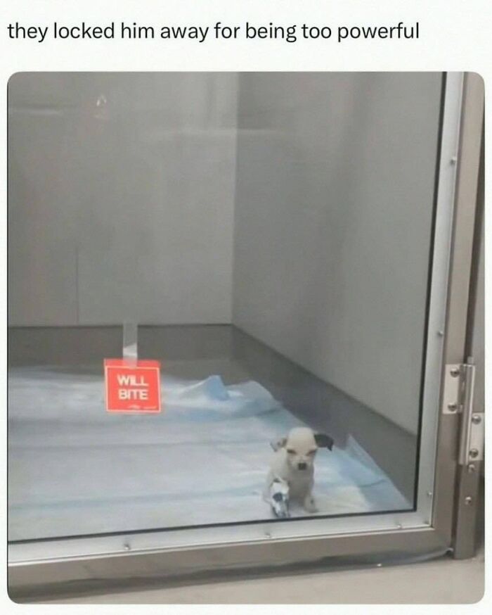 Small puppy behind glass with a will bite sign, one of the adorable dog memes to warm your heart and make you laugh.