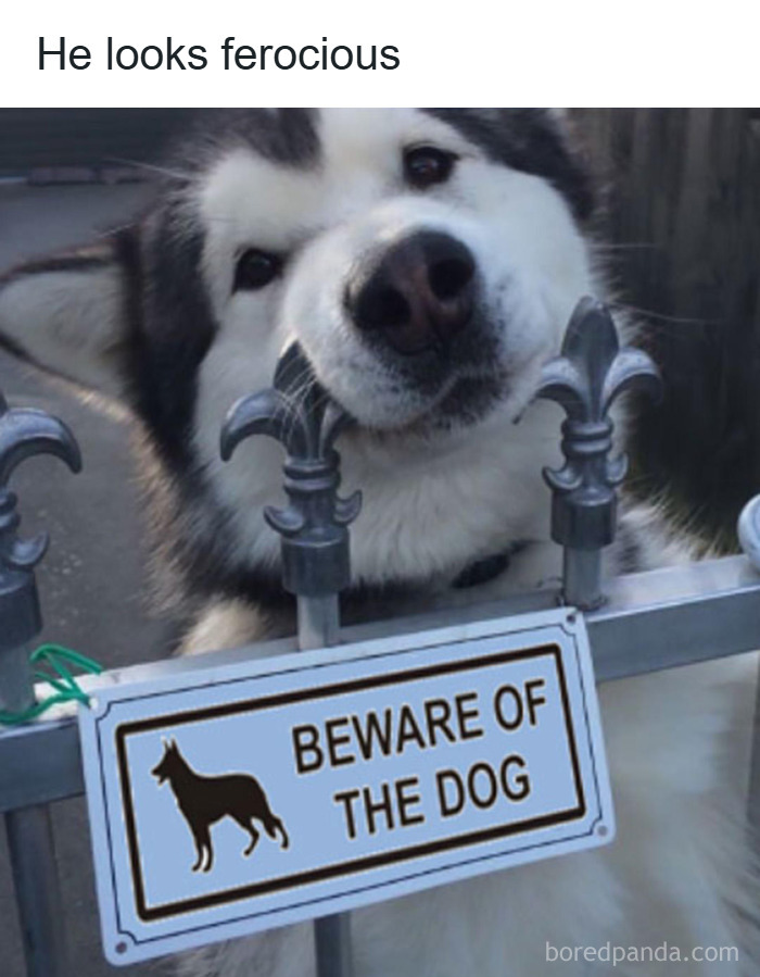 Cute dog resting its head on a fence near a beware of the dog sign in an adorable dog memes collection.