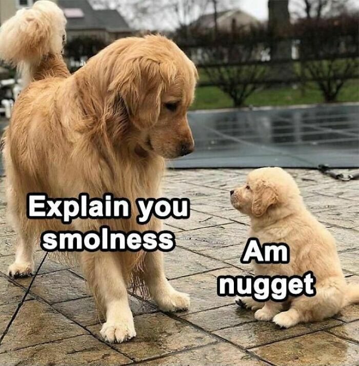 Golden retriever dog looking at puppy with funny dog meme text about smolness and nugget in an outdoor setting.