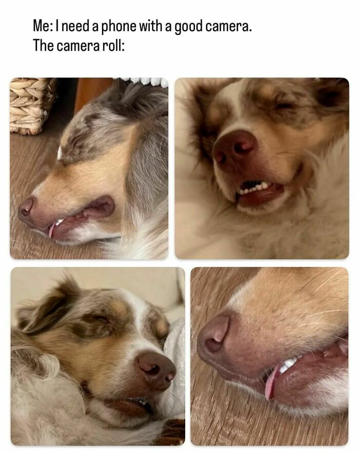 Close-up collage of an adorable dog sleeping with funny expressions, perfect for dog memes to warm your heart and make you laugh.