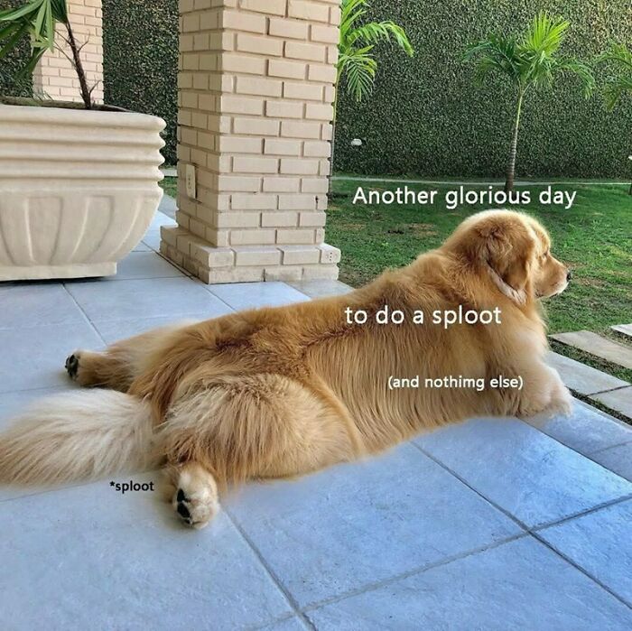 Golden retriever dog doing a sploot on a porch with text about enjoying an adorable dog meme moment.