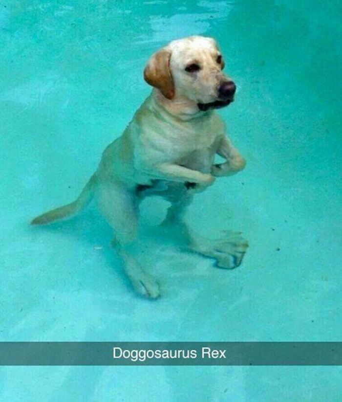 Yellow Labrador standing upright in a pool with text overlay Doggosaurus Rex, a funny adorable dog meme.