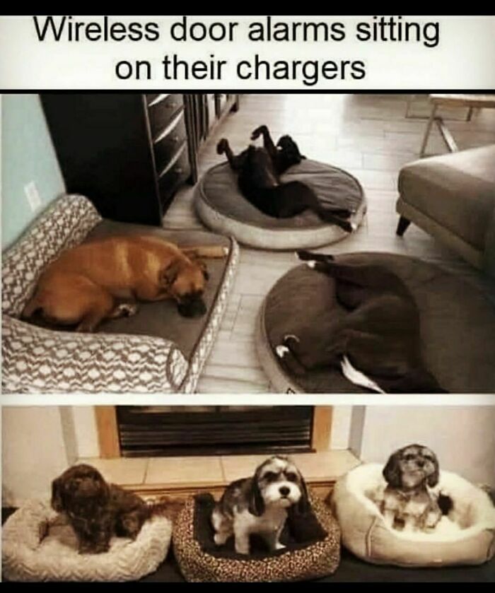 Six adorable dogs resting on their beds, humorously compared to wireless door alarms sitting on chargers in a cozy home.