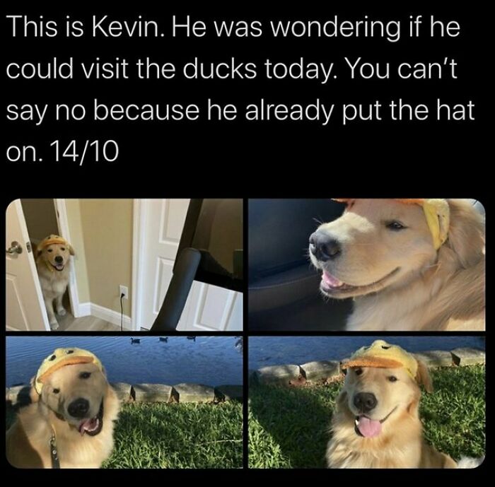 Golden retriever wearing a duck hat near water, featured in adorable dog memes to warm your heart and make you laugh.
