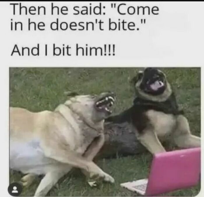 Two dogs playfully growling near a pink laptop, illustrating adorable dog memes to warm your heart and make you laugh.