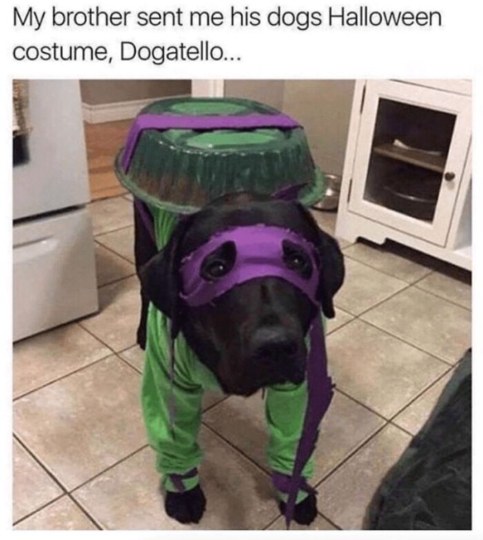 Black dog dressed in a homemade Teenage Mutant Ninja Turtle costume, one of the adorable dog memes to warm your heart.